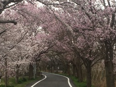 桜のトンネル