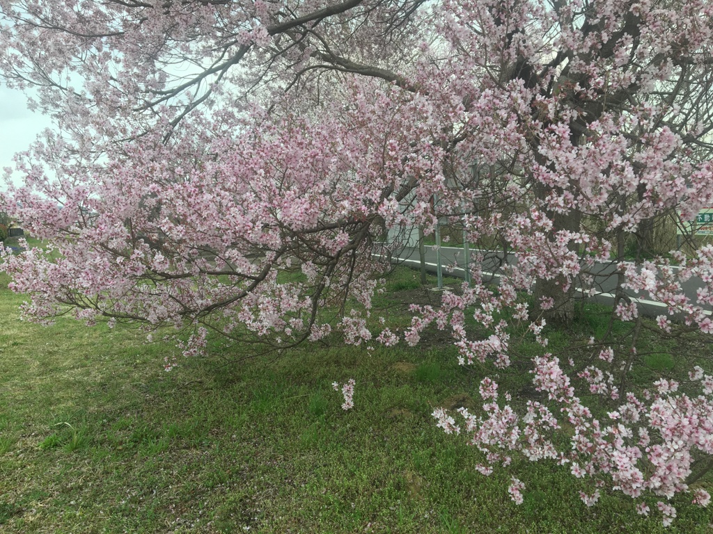 たわわに満開の桜