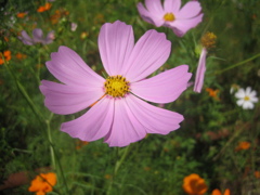 18_Canon IXY DIGITAL 55_IMG_1647