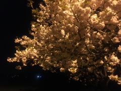 午前0時の夜桜　なう