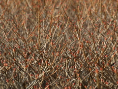 ドウダンツツジの芽