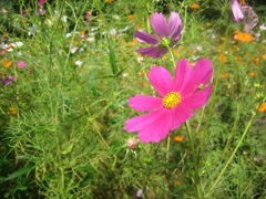 20_Canon IXY DIGITAL 55_IMG_1651