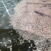 桜の水面キラキラ