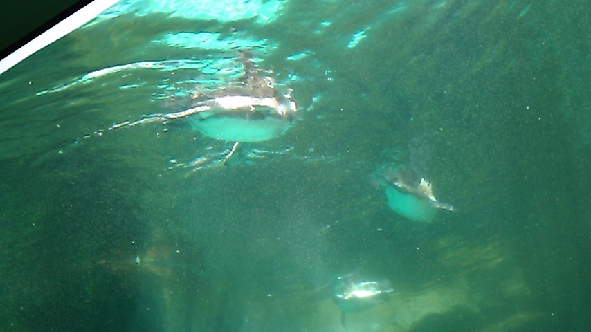 ガラケーでペンギン　KIMG0365