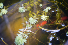 金魚鉢の水草