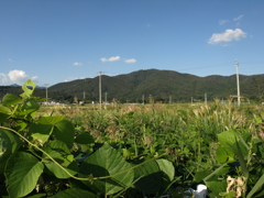 43_E-410_14mm_P9300002