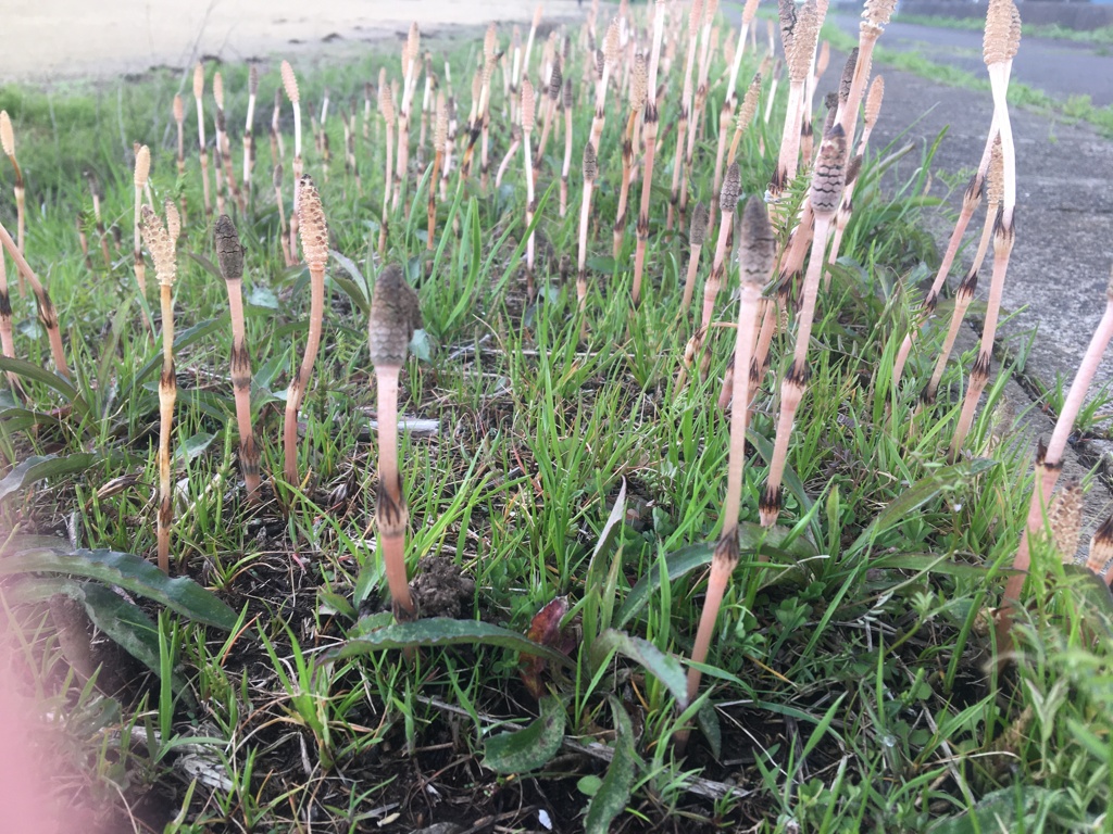 つくし目線　地上10cm