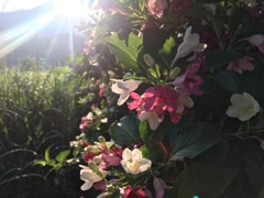 花の名前は知らねども