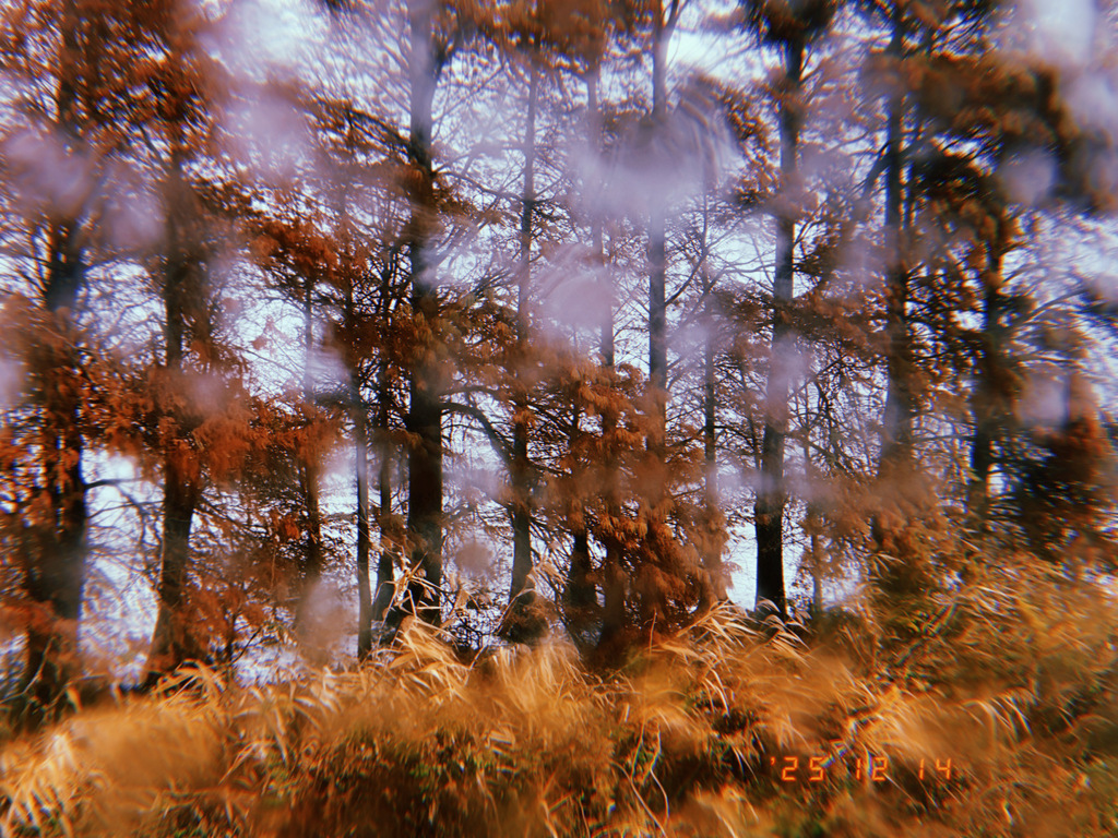 秋から冬へ　霞ヶ浦にて