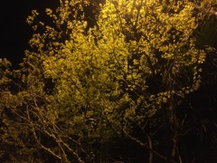 夜散歩　桜？