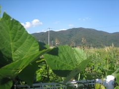 43_Canon IXY DIGITAL 55_IMG_1679