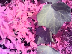 ZZCP 日時は違う