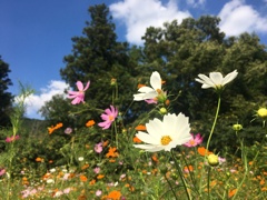 13_iphoner6s_IMG_8286