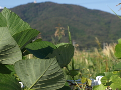 43_E-410_45mm_P9300012