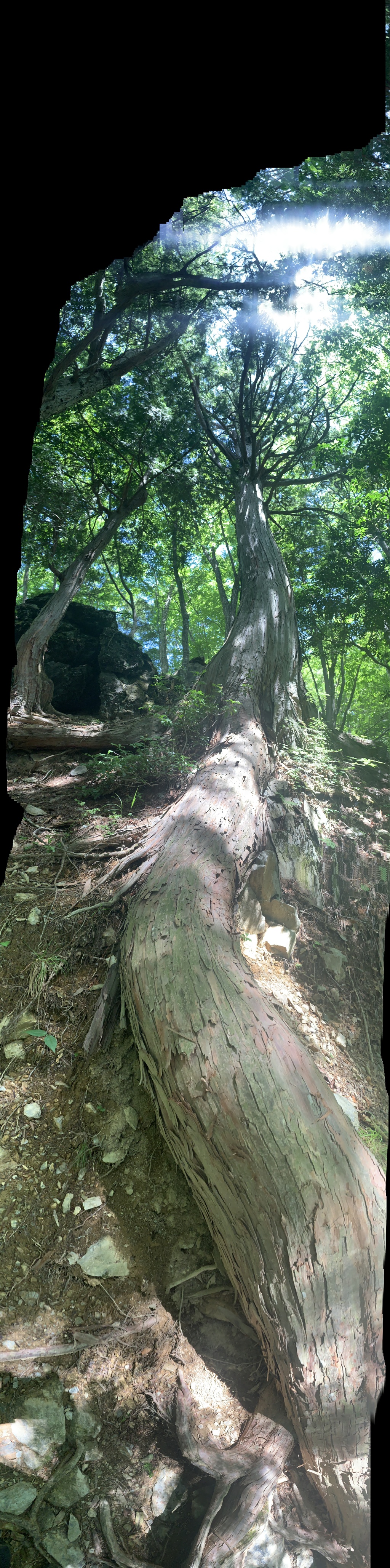 三峯神社 三峰神社  秩父　大木の根を縦パノラマ