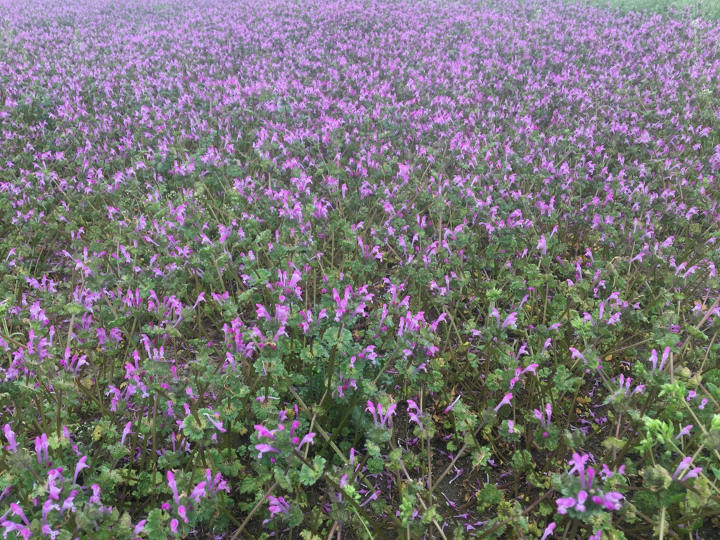 地の果てまでお花畑