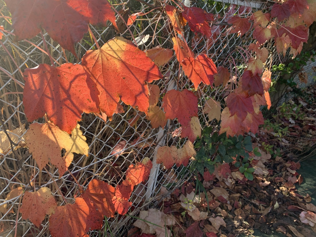 蔦の葉の紅葉