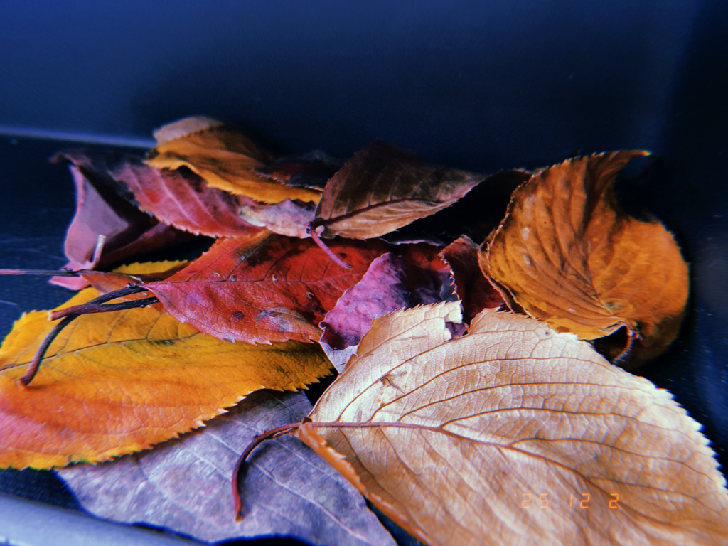 師走も二日目 キバイヤンセ 頑張ルンバ 頑張らんばね