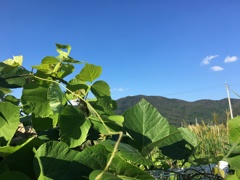 43_iphoner6s_IMG_8341