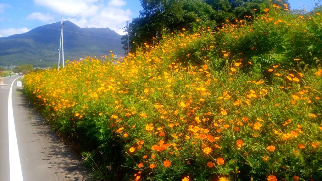 黄花コスモス　筑波山　つくばりんりんロード