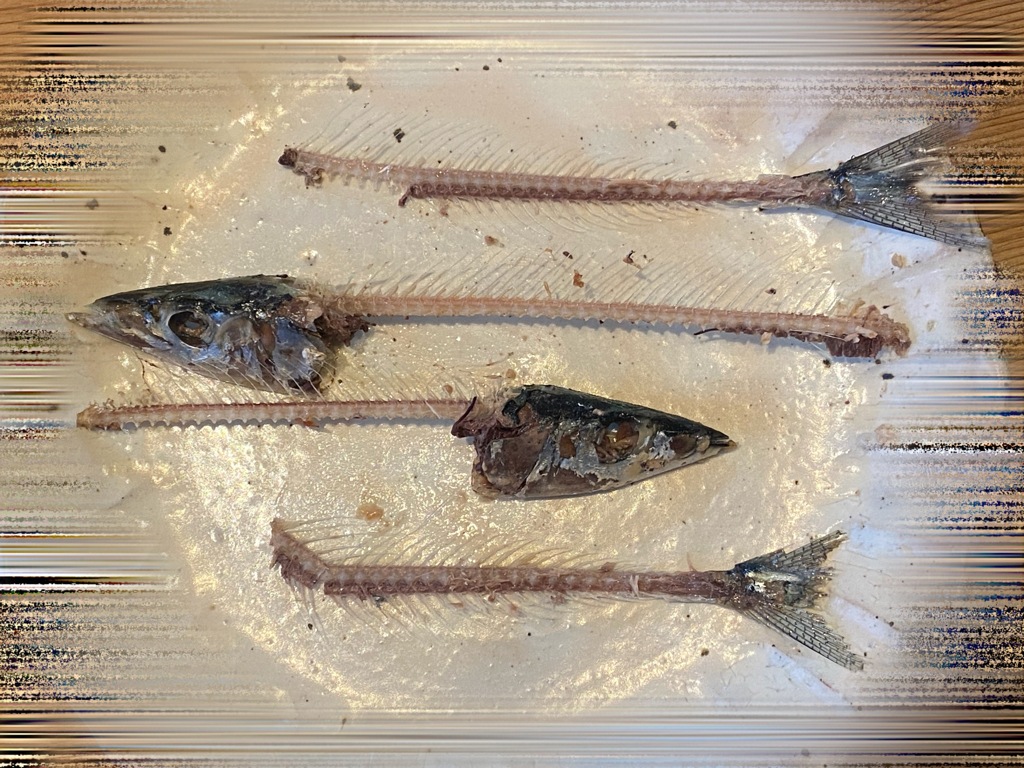 秋刀魚うまい