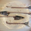 秋刀魚うまい