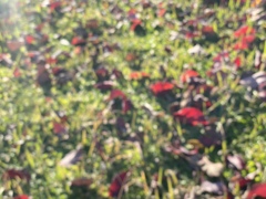 赤い落ち葉のある日差しの記憶