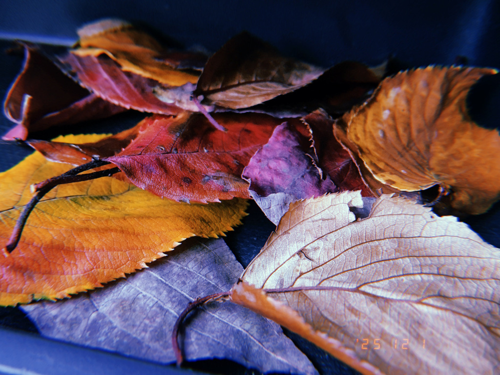 あと1ヶ月 残り1ヶ月 最後の月 師走になって