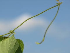 46_E-410_150mm_P9300025