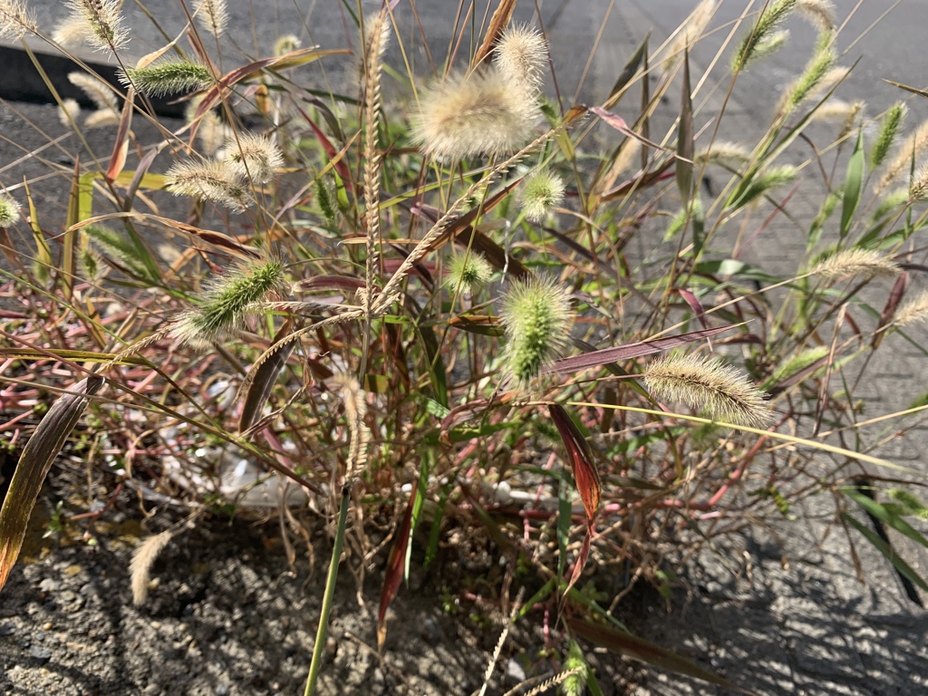 みちばたの秋　エノコログサ　雑草