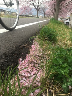 路肩も花の賑わい