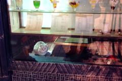 いつかのショーウィンドウ