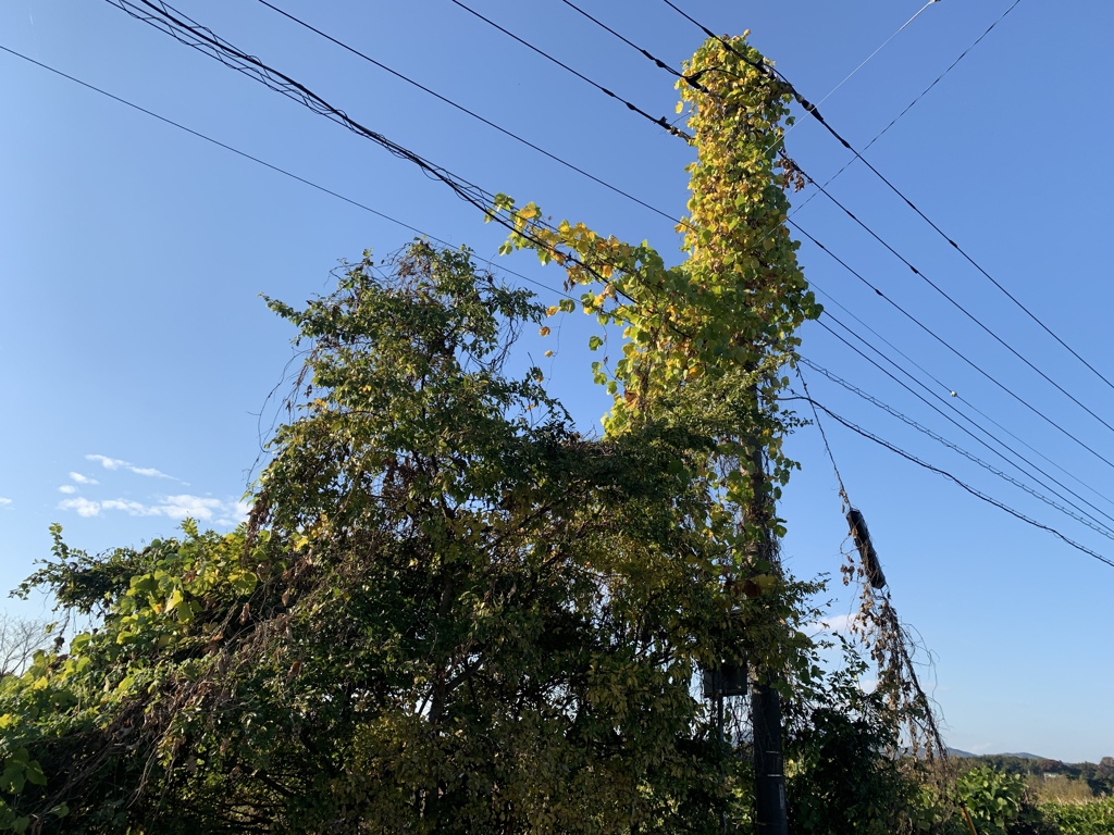 植物の伸びる力