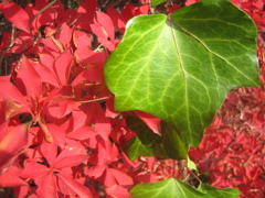 Canon IXY DIGITAL 55