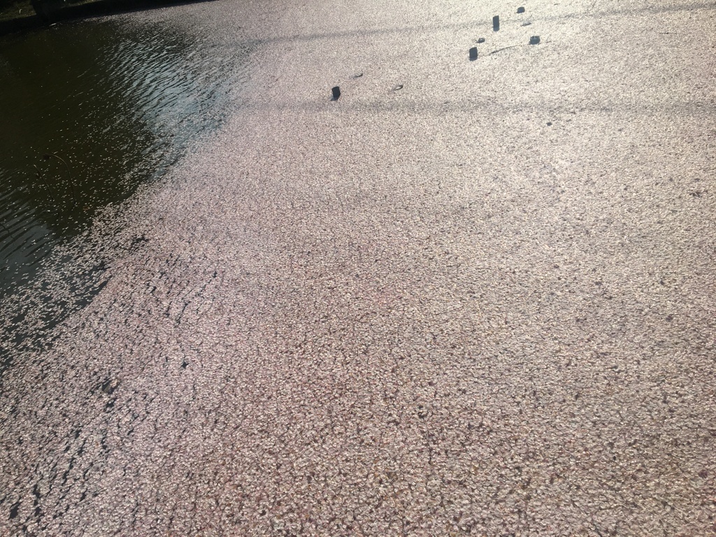 季節限定 桜の絨毯 蟻なら歩ける