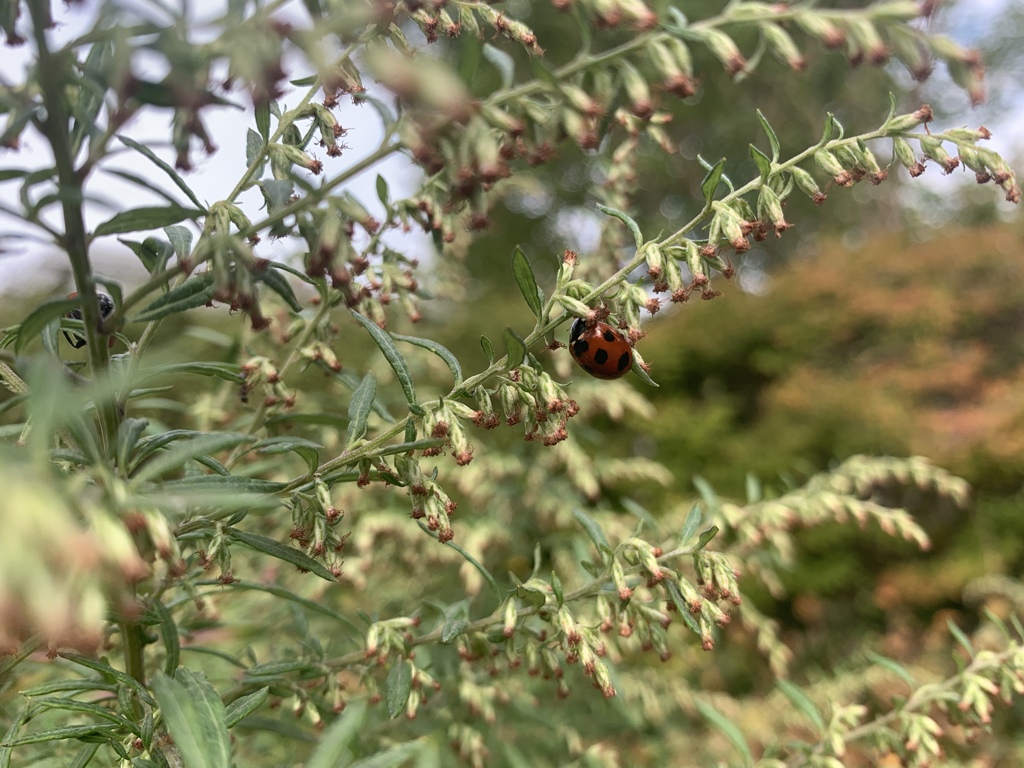 iphoneXS マクロ接写の限界（ZOOM拡大なし）