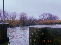 霞ヶ浦にて　飛び立つ鳥
