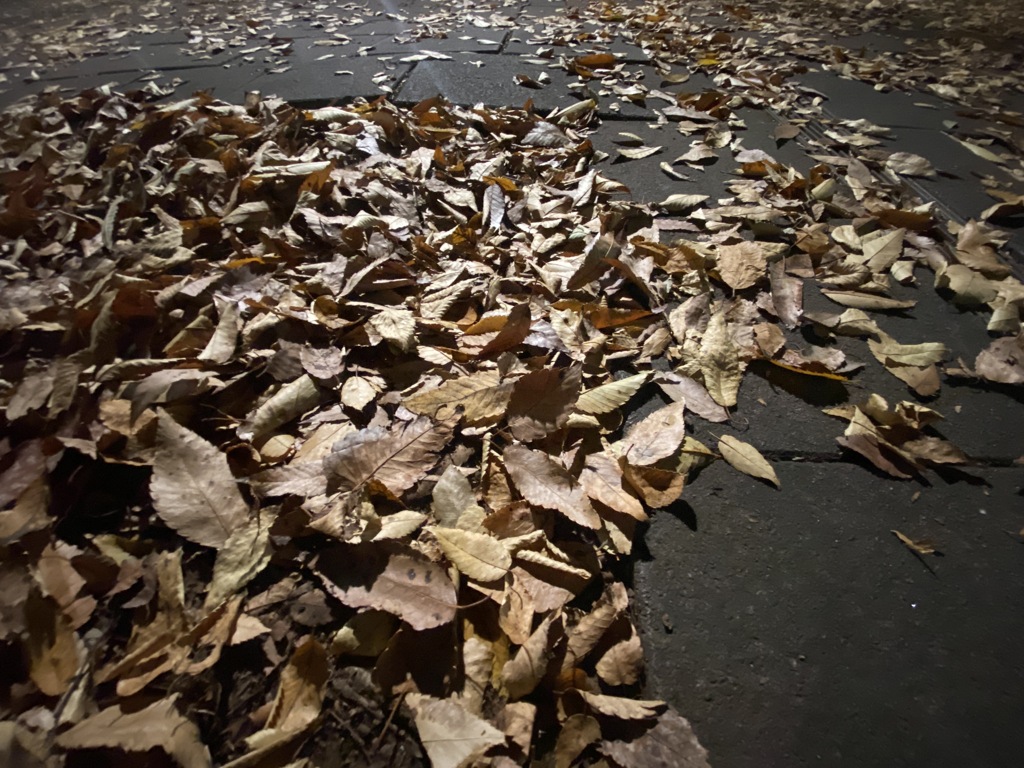 降り積もる落ちたもの