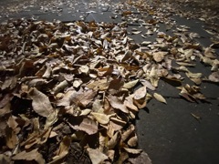 降り積もる落ちたもの