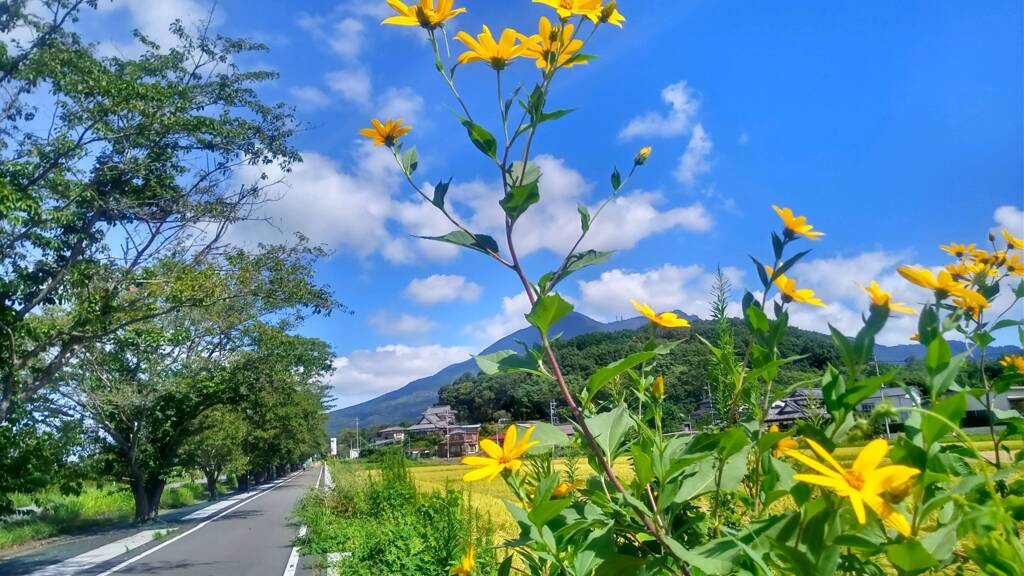 ９月のミニひまわり？　筑波山　つくばりんりんロード