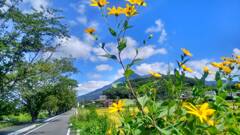 ９月のミニひまわり？　筑波山　つくばりんりんロード