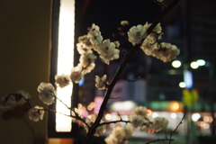 梅のある夜景 2007 Tokyo Asakusa