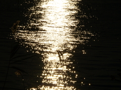 眩しい午後の湖面