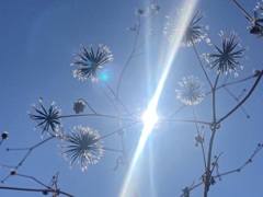 春の日差しが　引っ付き虫を　通り抜けて