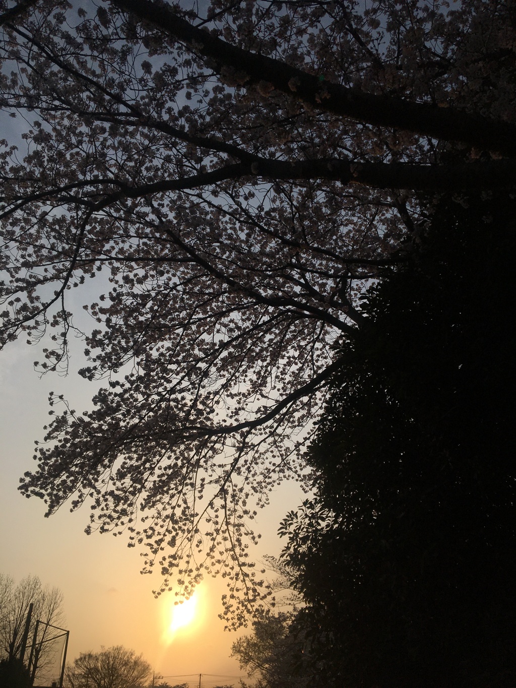 桜春の日の落日