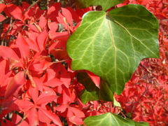 FUJIFILM Finepix S602