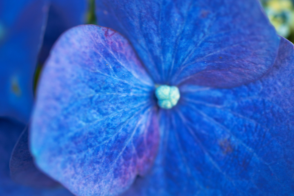 あじさい　かな？　昔撮った