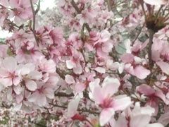 桜にうもれてみませんか
