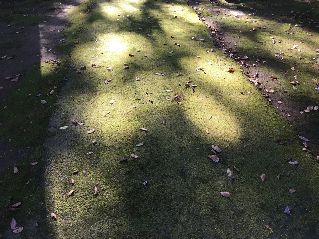 Green　Moss