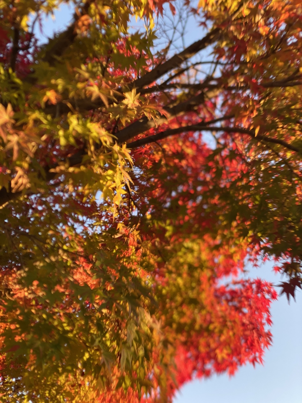 秋の日は釣瓶落としと言うずもがな